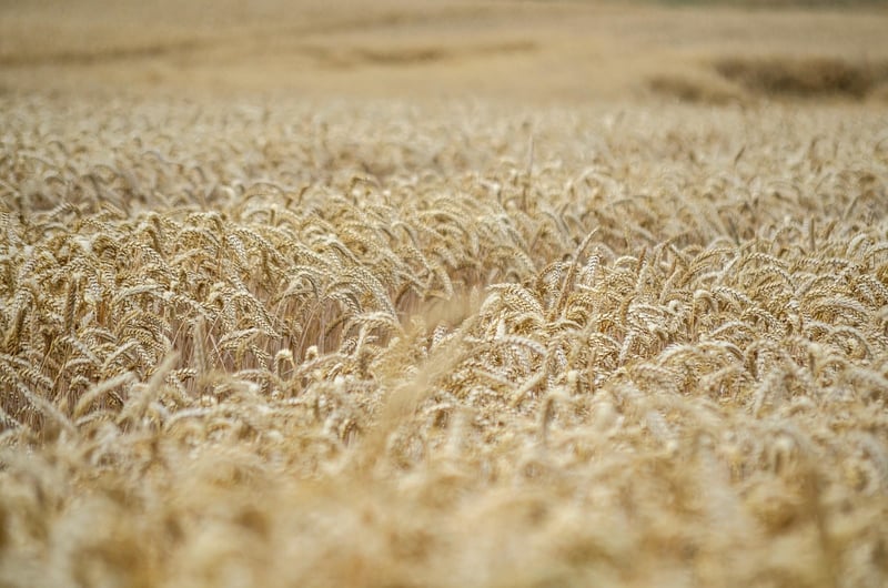 Shared Harvest Initiatives