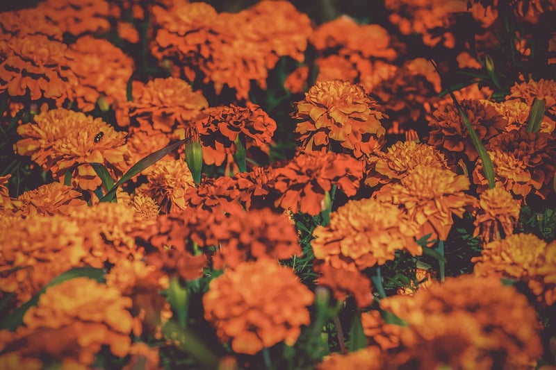 Summer Gardening