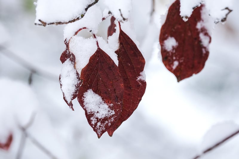 Winter Gardening