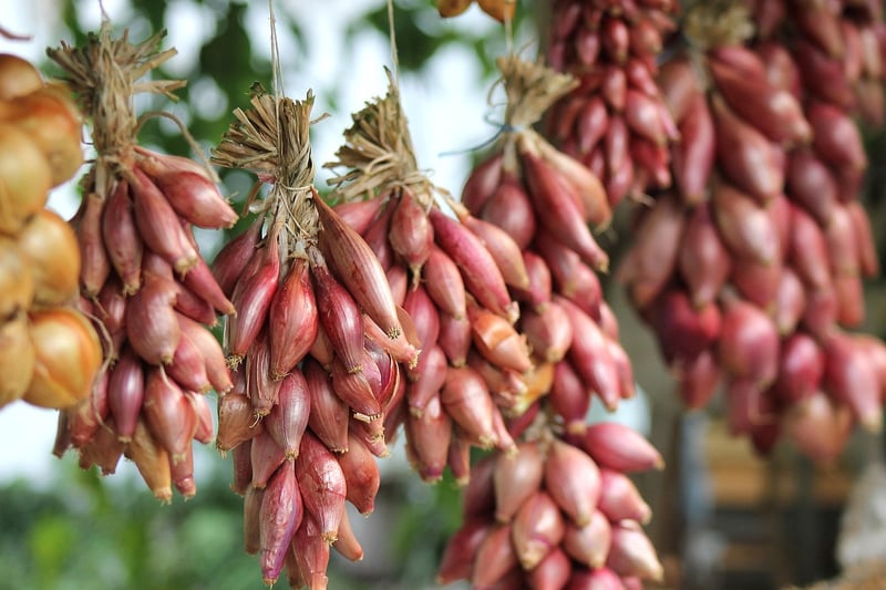 Shared Harvest Initiatives
